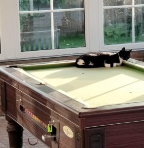 black and white cat sitting on an outdoor pool table in the sunshine
